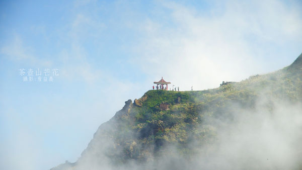 茶壺山芒花