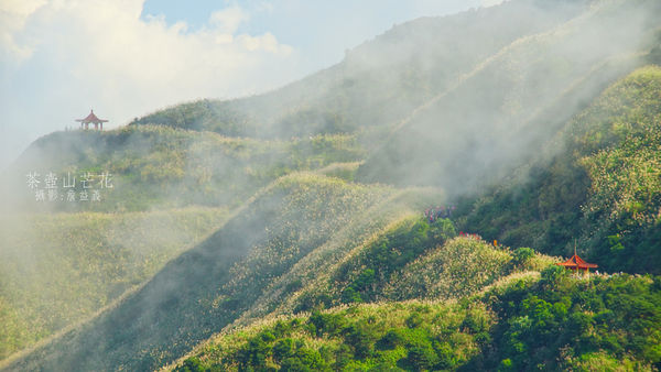 茶壺山芒花