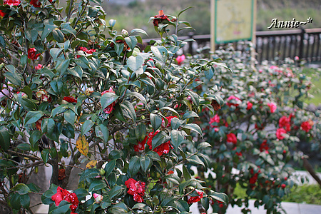 【親子旅遊】新北坪林。茶葉博物館+福氣老街+親水吊橋