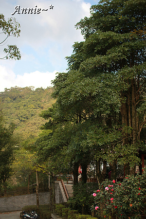 【親子旅遊】新北坪林。茶葉博物館+福氣老街+親水吊橋