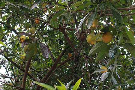 【親子旅遊】新北坪林。茶葉博物館+福氣老街+親水吊橋