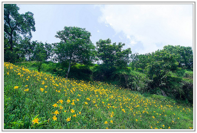 ╠花季╣這裡品種不一樣!!還有愛情花讓你沐浴愛情海中!