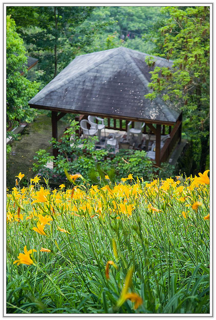 ╠花季╣這裡品種不一樣!!還有愛情花讓你沐浴愛情海中!