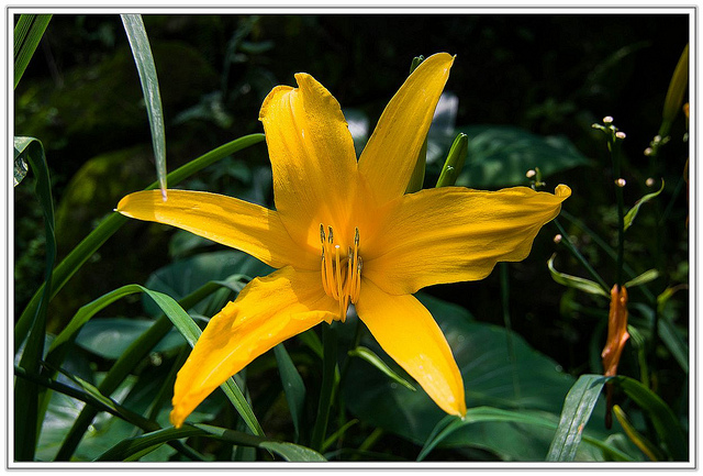 ╠花季╣這裡品種不一樣!!還有愛情花讓你沐浴愛情海中!