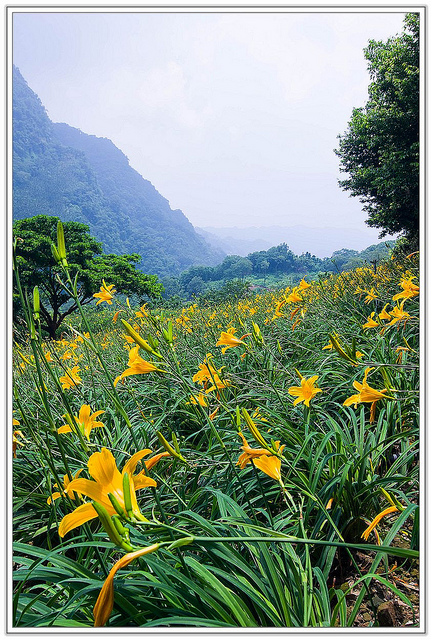 ╠花季╣這裡品種不一樣!!還有愛情花讓你沐浴愛情海中!