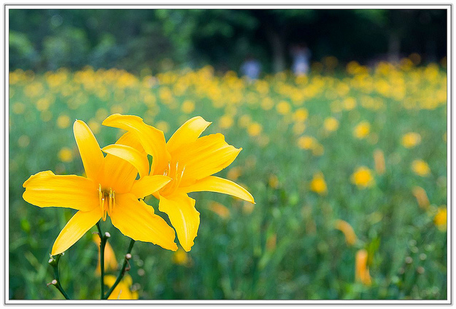 ╠花季╣這裡品種不一樣!!還有愛情花讓你沐浴愛情海中!