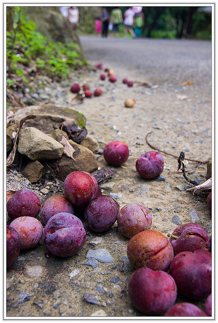 ╠花季╣這裡品種不一樣!!還有愛情花讓你沐浴愛情海中!