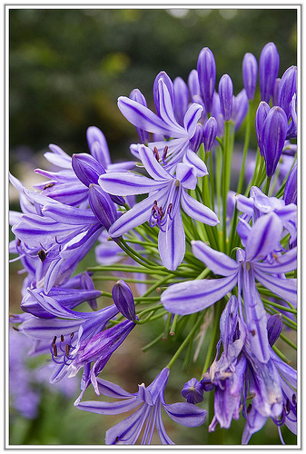 ╠花季╣這裡品種不一樣!!還有愛情花讓你沐浴愛情海中!