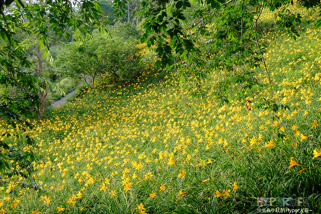2015中部5-7月看金針花不用跑台東花蓮，花況全開好靚啊@台中新社沐心泉 @強生與小吠的Hyper人蔘~