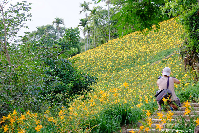 2015中部5-7月看金針花不用跑台東花蓮，花況全開好靚啊@台中新社沐心泉 @強生與小吠的Hyper人蔘~
