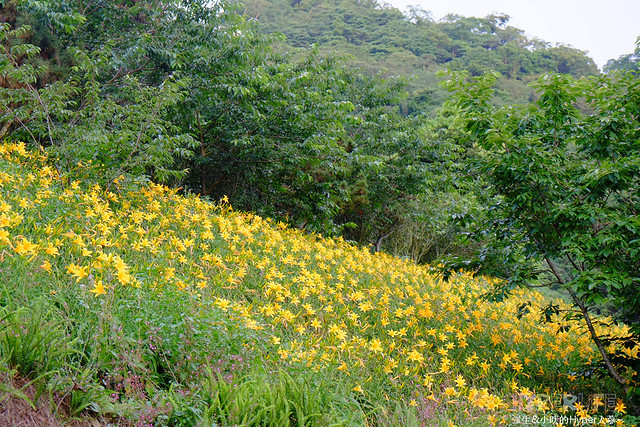 2015中部5-7月看金針花不用跑台東花蓮，花況全開好靚啊@台中新社沐心泉 @強生與小吠的Hyper人蔘~