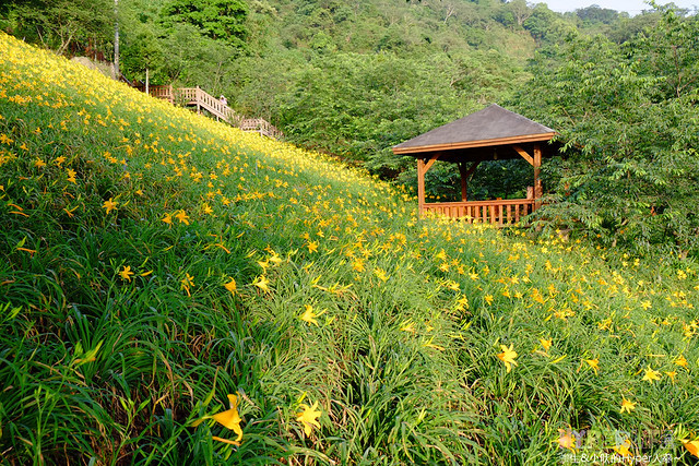 2015中部5-7月看金針花不用跑台東花蓮，花況全開好靚啊@台中新社沐心泉 @強生與小吠的Hyper人蔘~