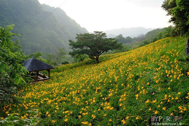 2015中部5-7月看金針花不用跑台東花蓮，花況全開好靚啊@台中新社沐心泉 @強生與小吠的Hyper人蔘~