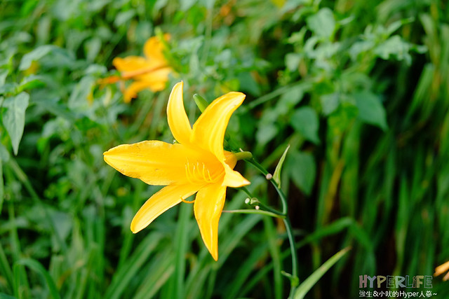 2015中部5-7月看金針花不用跑台東花蓮，花況全開好靚啊@台中新社沐心泉 @強生與小吠的Hyper人蔘~