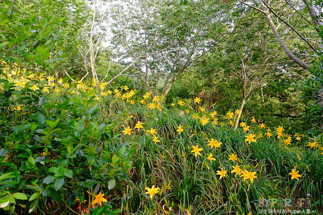 2015中部5-7月看金針花不用跑台東花蓮，花況全開好靚啊@台中新社沐心泉 @強生與小吠的Hyper人蔘~