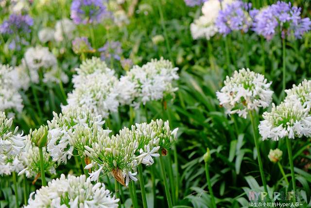 2015中部5-7月看金針花不用跑台東花蓮，花況全開好靚啊@台中新社沐心泉 @強生與小吠的Hyper人蔘~