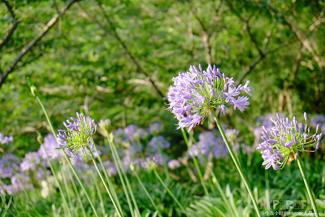 2015中部5-7月看金針花不用跑台東花蓮，花況全開好靚啊@台中新社沐心泉 @強生與小吠的Hyper人蔘~