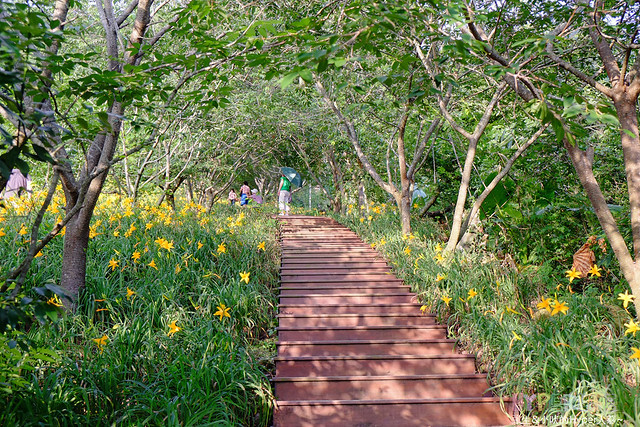 2015中部5-7月看金針花不用跑台東花蓮，花況全開好靚啊@台中新社沐心泉 @強生與小吠的Hyper人蔘~