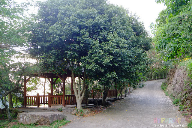 2015中部5-7月看金針花不用跑台東花蓮，花況全開好靚啊@台中新社沐心泉 @強生與小吠的Hyper人蔘~