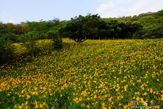 2015中部5-7月看金針花不用跑台東花蓮，花況全開好靚啊@台中新社沐心泉 @強生與小吠的Hyper人蔘~