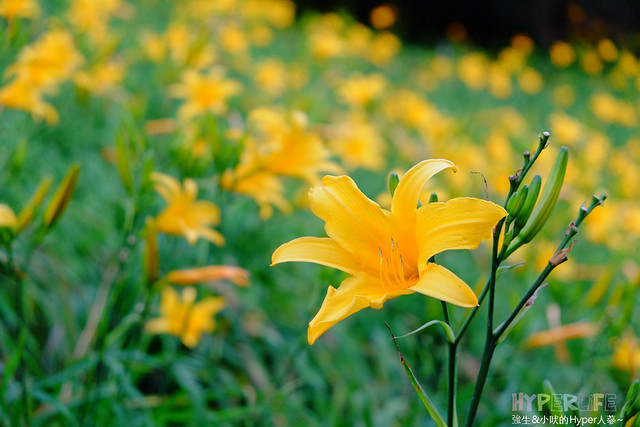 2015中部5-7月看金針花不用跑台東花蓮，花況全開好靚啊@台中新社沐心泉 @強生與小吠的Hyper人蔘~