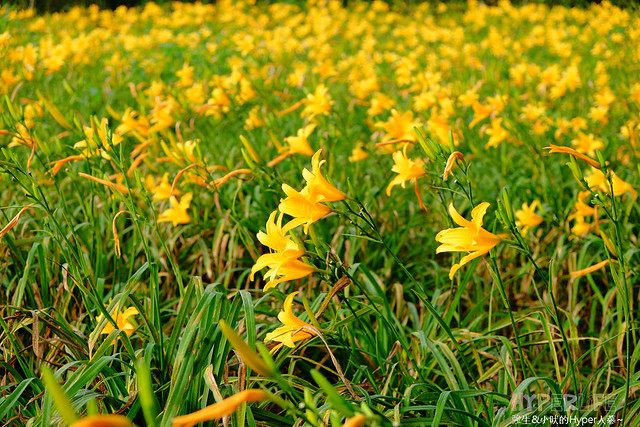 2015中部5-7月看金針花不用跑台東花蓮，花況全開好靚啊@台中新社沐心泉 @強生與小吠的Hyper人蔘~