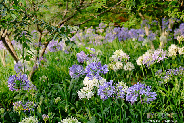 2015中部5-7月看金針花不用跑台東花蓮，花況全開好靚啊@台中新社沐心泉 @強生與小吠的Hyper人蔘~