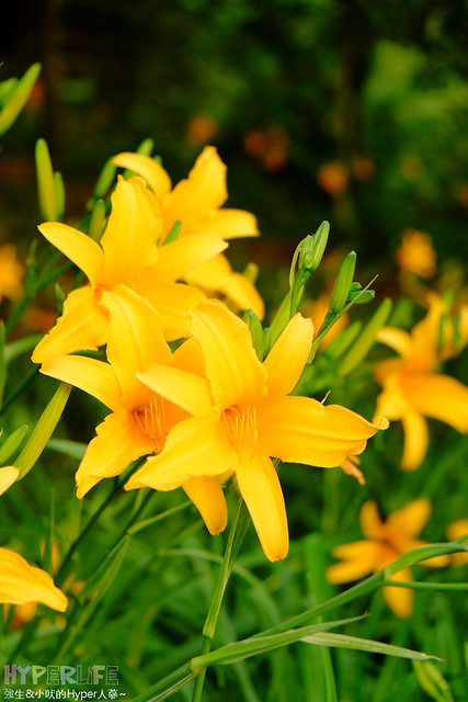 2015中部5-7月看金針花不用跑台東花蓮，花況全開好靚啊@台中新社沐心泉 @強生與小吠的Hyper人蔘~