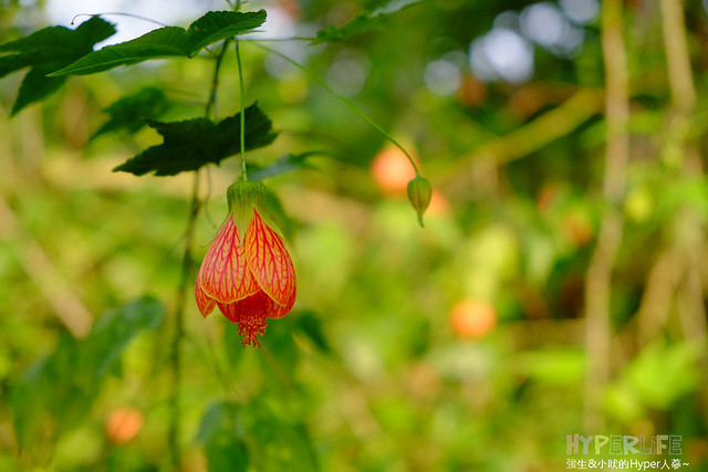 2015中部5-7月看金針花不用跑台東花蓮，花況全開好靚啊@台中新社沐心泉 @強生與小吠的Hyper人蔘~