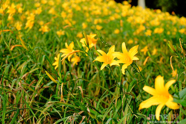 2015中部5-7月看金針花不用跑台東花蓮，花況全開好靚啊@台中新社沐心泉 @強生與小吠的Hyper人蔘~