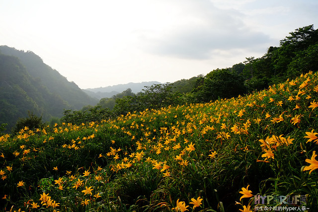 2015中部5-7月看金針花不用跑台東花蓮，花況全開好靚啊@台中新社沐心泉 @強生與小吠的Hyper人蔘~