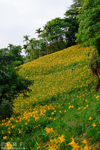 2015中部5-7月看金針花不用跑台東花蓮，花況全開好靚啊@台中新社沐心泉 @強生與小吠的Hyper人蔘~