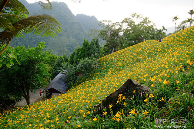 2015中部5-7月看金針花不用跑台東花蓮，花況全開好靚啊@台中新社沐心泉 @強生與小吠的Hyper人蔘~