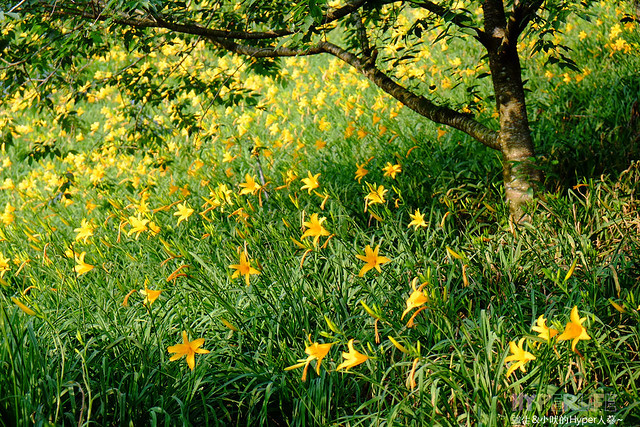 2015中部5-7月看金針花不用跑台東花蓮，花況全開好靚啊@台中新社沐心泉 @強生與小吠的Hyper人蔘~