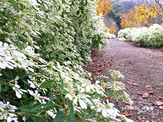 【台中 新社】沐心泉休閒農場●※●一年四季都有不同風貌,現在黃楓mix白雪木,正對時,美哉。