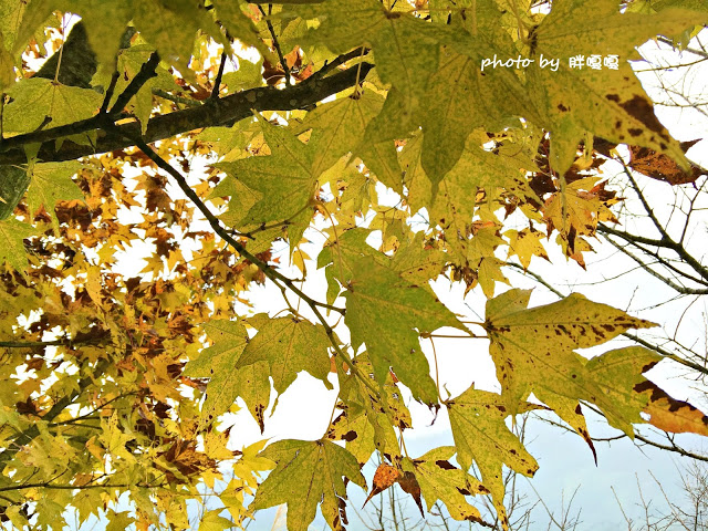 【台中 新社】沐心泉休閒農場●※●一年四季都有不同風貌,現在黃楓mix白雪木,正對時,美哉。