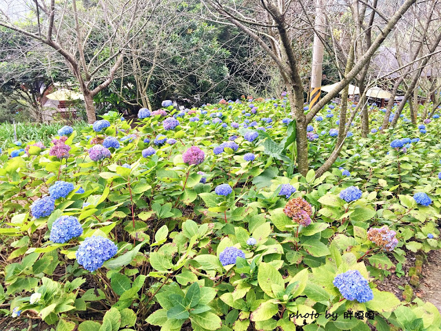 【台中 新社】沐心泉休閒農場●※●一年四季都有不同風貌,現在黃楓mix白雪木,正對時,美哉。