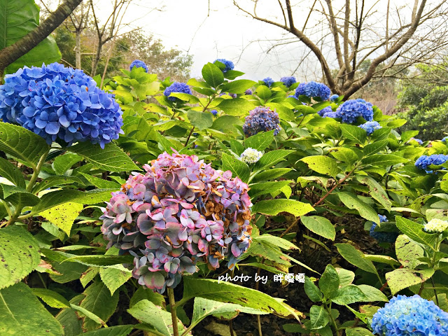 【台中 新社】沐心泉休閒農場●※●一年四季都有不同風貌,現在黃楓mix白雪木,正對時,美哉。