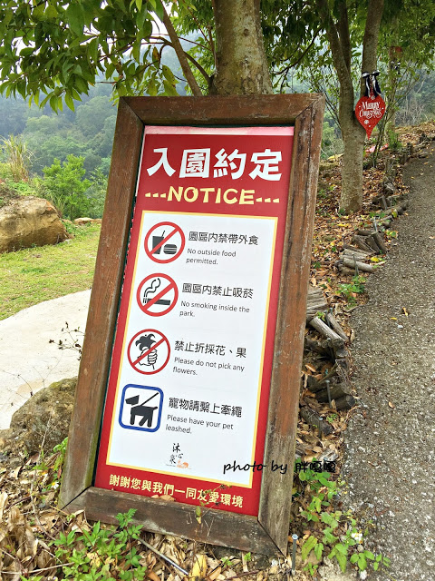 【台中 新社】沐心泉休閒農場●※●一年四季都有不同風貌,現在黃楓mix白雪木,正對時,美哉。