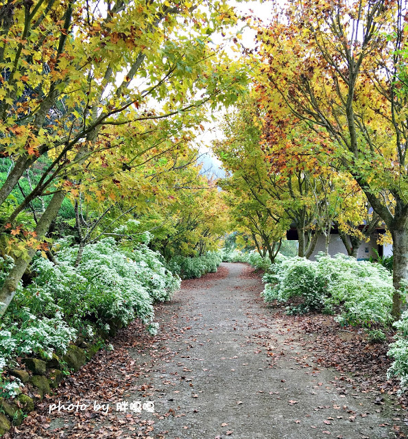 【台中 新社】沐心泉休閒農場●※●一年四季都有不同風貌,現在黃楓mix白雪木,正對時,美哉。