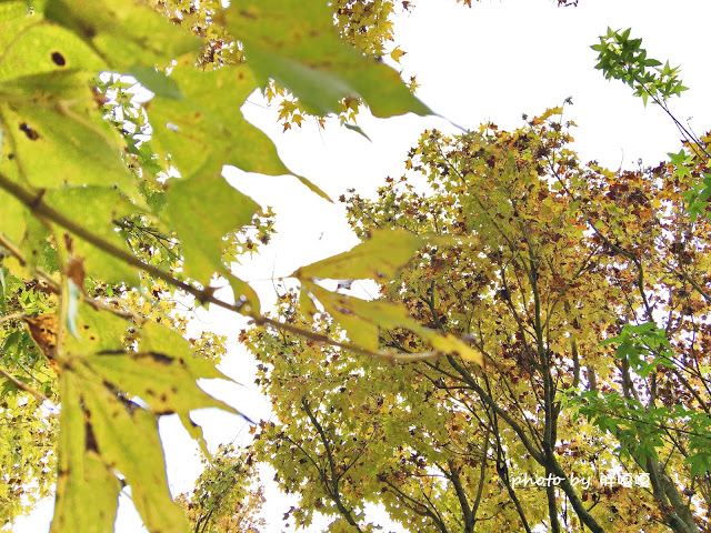 【台中 新社】沐心泉休閒農場●※●一年四季都有不同風貌,現在黃楓mix白雪木,正對時,美哉。