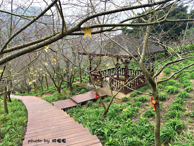 【台中 新社】沐心泉休閒農場●※●一年四季都有不同風貌,現在黃楓mix白雪木,正對時,美哉。