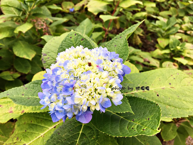 【台中 新社】沐心泉休閒農場●※●一年四季都有不同風貌,現在黃楓mix白雪木,正對時,美哉。