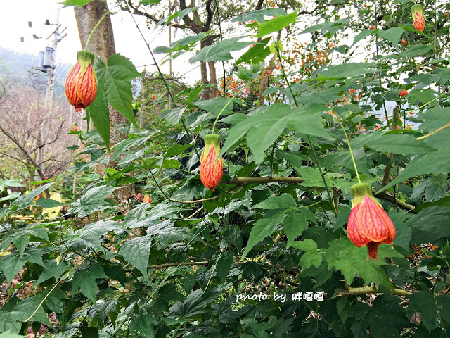 【台中 新社】沐心泉休閒農場●※●一年四季都有不同風貌,現在黃楓mix白雪木,正對時,美哉。