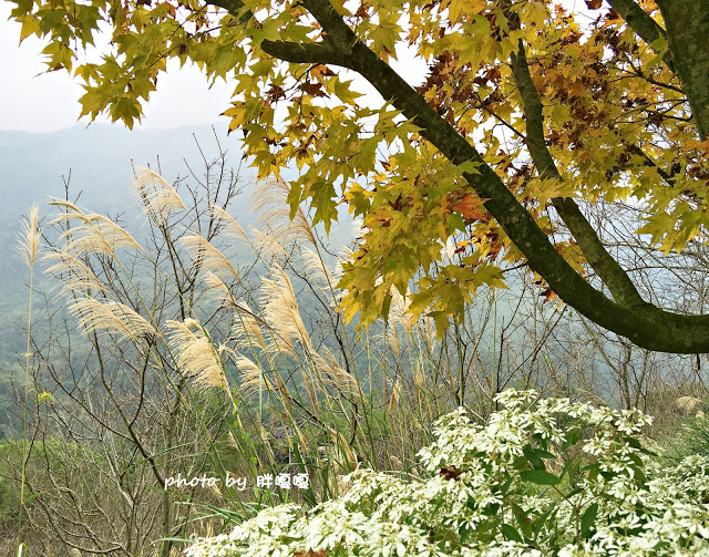 【台中 新社】沐心泉休閒農場●※●一年四季都有不同風貌,現在黃楓mix白雪木,正對時,美哉。