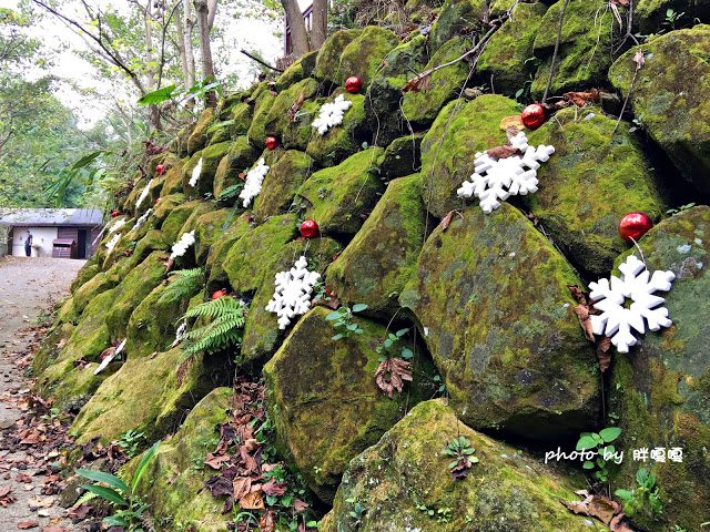 【台中 新社】沐心泉休閒農場●※●一年四季都有不同風貌,現在黃楓mix白雪木,正對時,美哉。