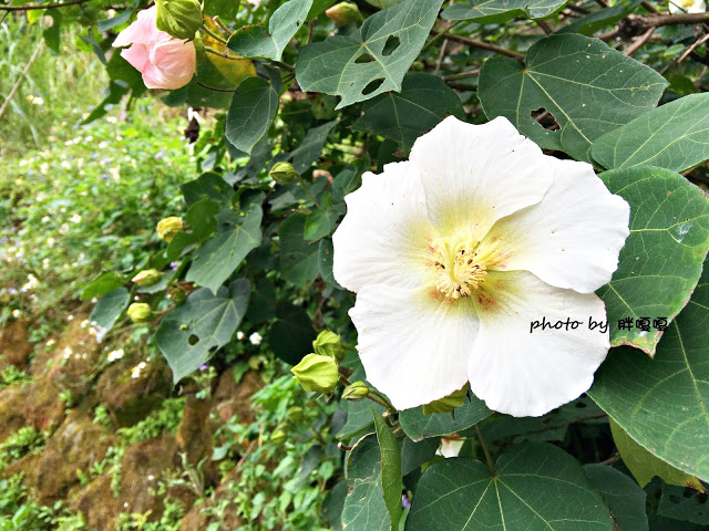 【台中 新社】沐心泉休閒農場●※●一年四季都有不同風貌,現在黃楓mix白雪木,正對時,美哉。