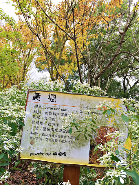 【台中 新社】沐心泉休閒農場●※●一年四季都有不同風貌,現在黃楓mix白雪木,正對時,美哉。