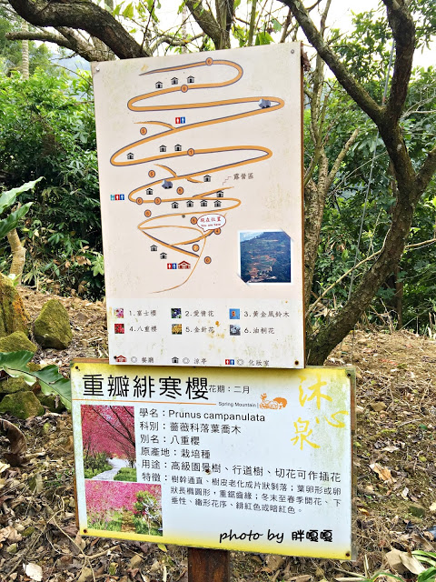 【台中 新社】沐心泉休閒農場●※●一年四季都有不同風貌,現在黃楓mix白雪木,正對時,美哉。