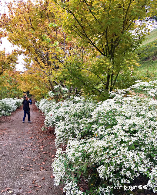 【台中 新社】沐心泉休閒農場●※●一年四季都有不同風貌,現在黃楓mix白雪木,正對時,美哉。